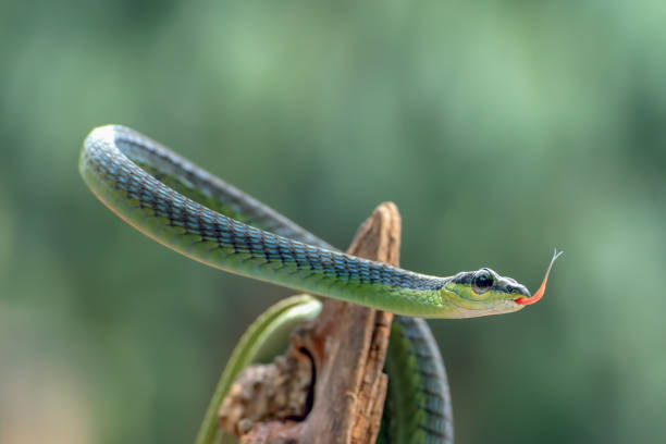 istock The beautiful bronzeback tree snake(Dendrelaphis formosus) on tree branch 1288033561