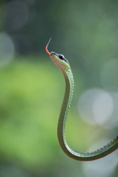 istock The beautiful bronzeback tree snake(Dendrelaphis formosus) on tree branch 1288033581