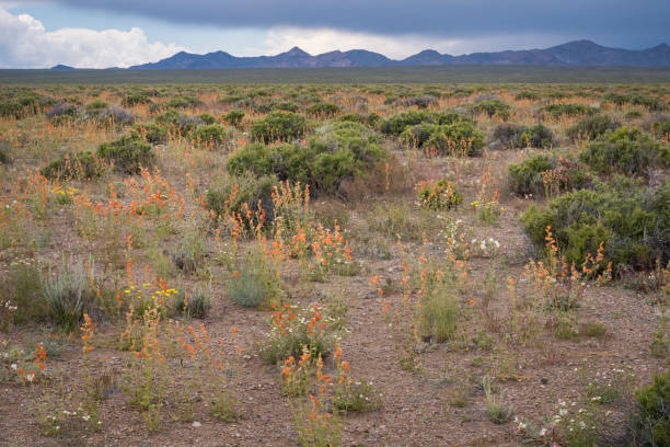 istock Desert valley with wildflowers 1288033734