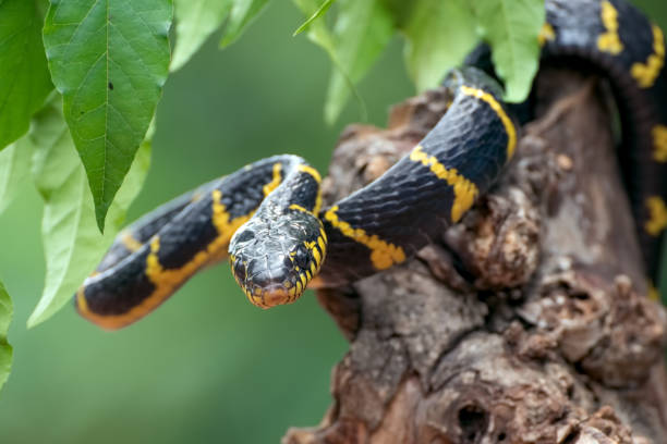 istock Front view of the gold-ringed cat snake 1288033777