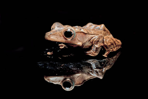 istock Borneo Eared Frog ( Polypedates otilophus )  in isolated black background 1288033794