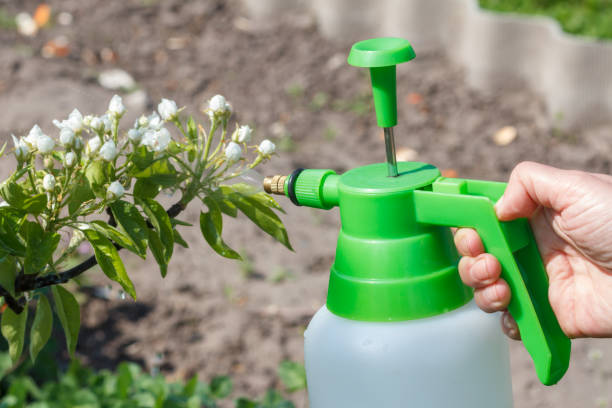 istock Farmer is sprinkling water solution on branches of pear tree with flowers. 1288035227