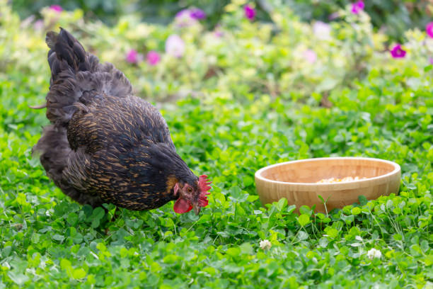 istock A black hen and a bowl of grain 1288035402