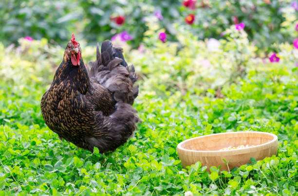 istock A black hen and a bowl of grain 1288035437