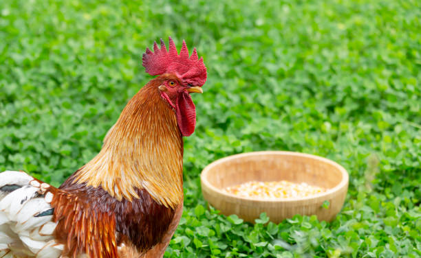 istock A rooster and a bowl of grain 1288037093