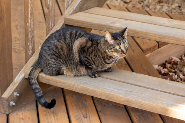 istock Young gray stripe tabby cat sitting on a wooden deck stairs 1288037146