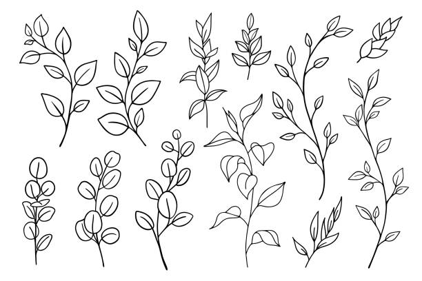 흰색 배경에 다양한 손으로 그린 벡터 잎 세트 - branch flower floral pattern leaf stock illustrations