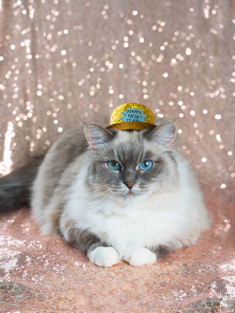 istock Fluffy tabby point cat in a glittering golden hat 1288037315