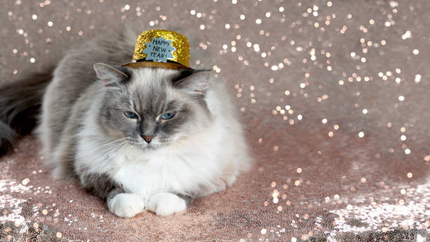 istock Fluffy tabby point cat in a glittering golden hat 1288037318