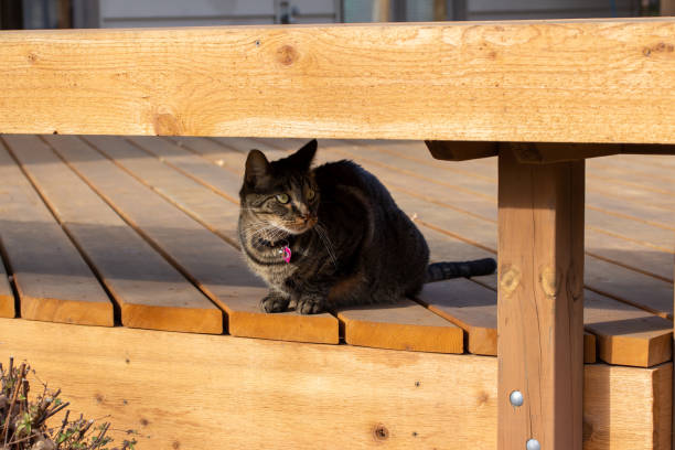 istock Young gray stripe tabby cat on a wooden deck, looking outward 1288037326