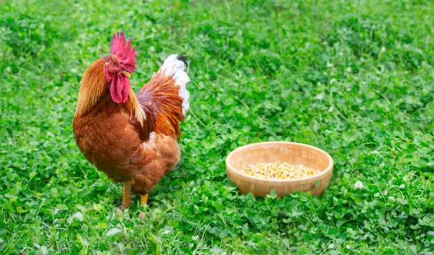 istock A rooster and a bowl of grain 1288037342