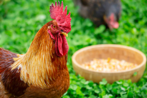 istock A rooster and a bowl of grain 1288037901