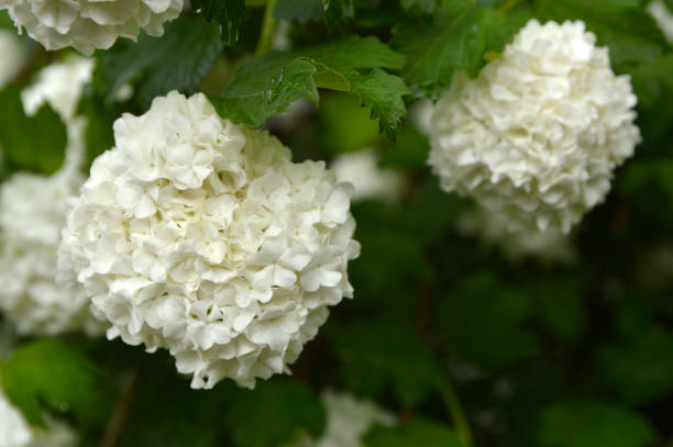 istock blooming snowball bush, viburnum opulus Roseum 1288037984