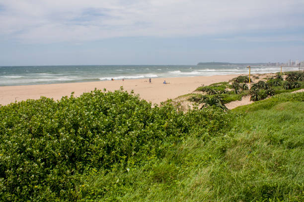 istock Vegetation Growing on the Dunes of a Sparsely Populated Beach 1288037991