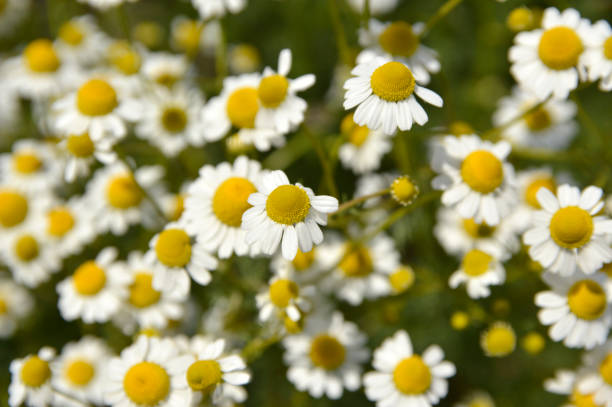 istock blooming chamomile plant in sunlight close up 1288038028
