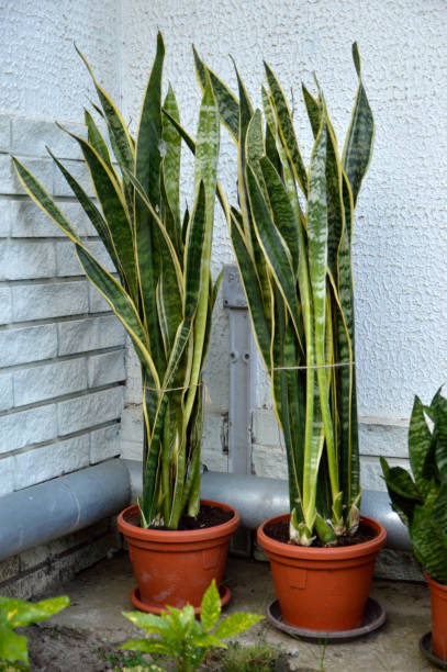 istock sansevieria plant in the flower pot 1288038121