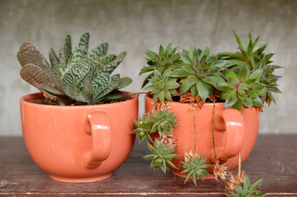 istock succulents growing in the ceramic mug 1288038124