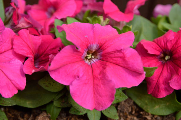 istock pink blooming petunais growing in the pot 1288038125