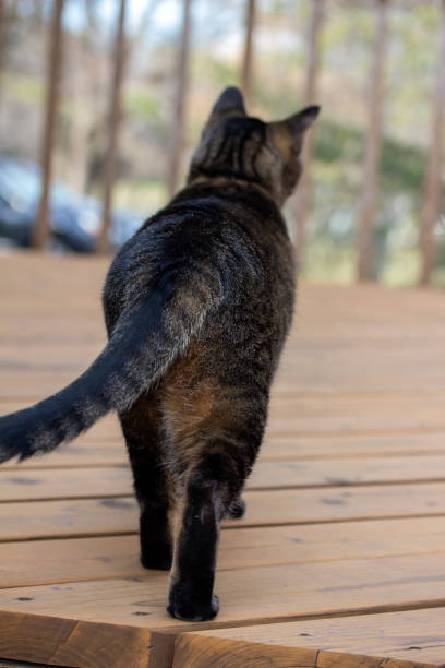 istock Young gray stripe tabby cat on a wooden deck, walking away 1288038232