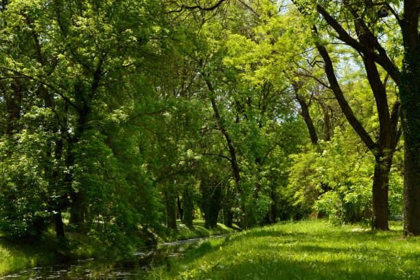 landscape by the river in spring