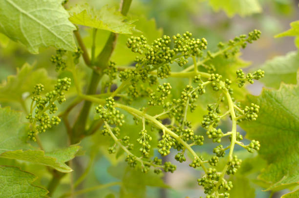istock branch of young grapes close up 1288038918