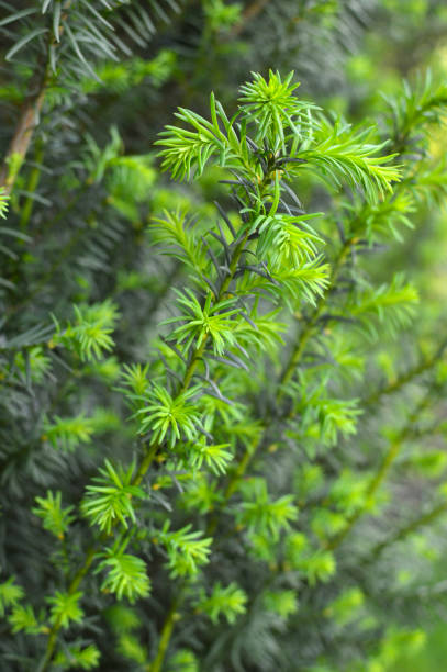 istock English Yew tree, Taxus Baccata 1288038959