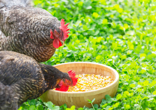 istock Hens peck grain from a bowl in the garden 1288038982