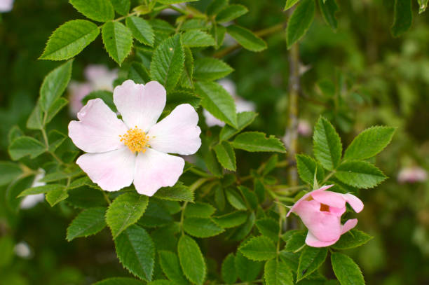 istock bush of blooming wild roses close up 1288039008