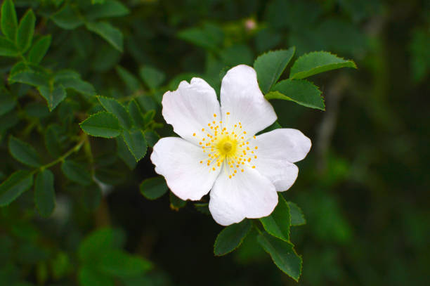 istock bush of blooming wild roses close up 1288039020