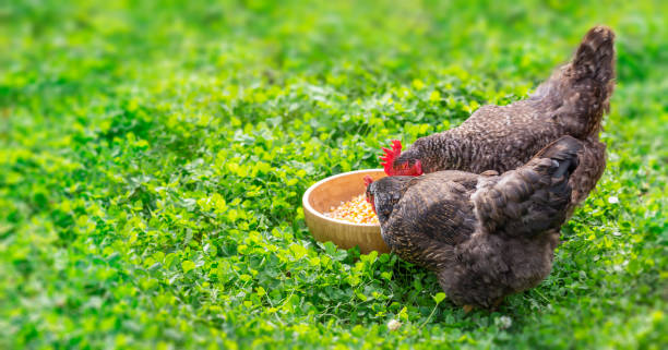 istock Hens peck grain from a bowl in the garden 1288039051