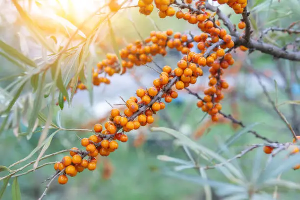 Sea buckthorn growing on a tree close up Hippophae rhamnoides. Medical plant.