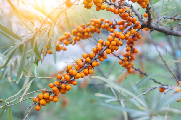 hipófas é um gênero de espinheiro marinho, arbustos decíduos da família elaeagnaceae. blackthorn, salgueiro ou frutos do mar - sea buckthorn - fotografias e filmes do acervo