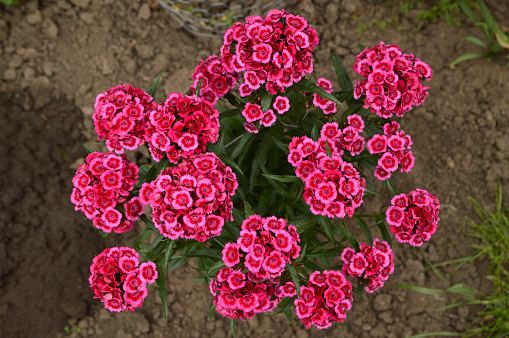 sweet william flowers in pink blossom