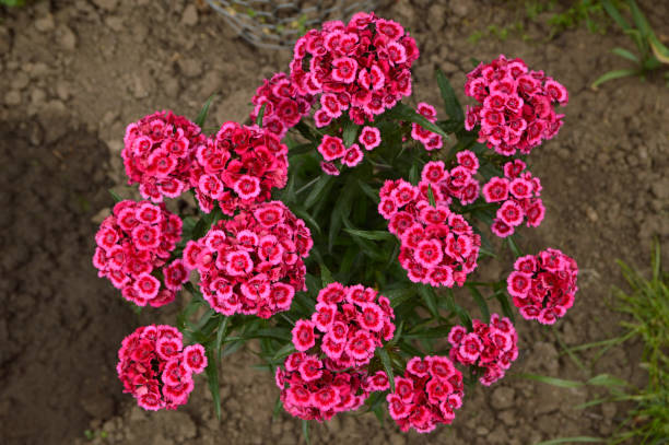 pink blooming sweet william flowers, dianthus barbatus, growing in the garden sweet william flowers in pink blossom dianthus barbatus stock pictures, royalty-free photos & images