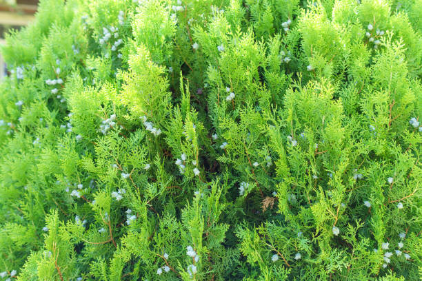 istock Green leaves pattern of creeping juniper or Juniperus horizontalis. selective focus background 1288039382