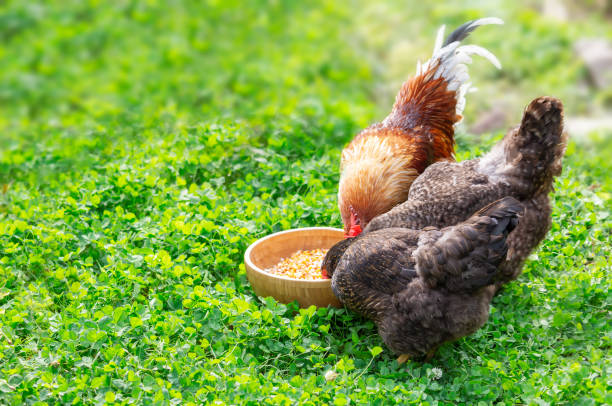 Hens peck grain from a bowl in the garden