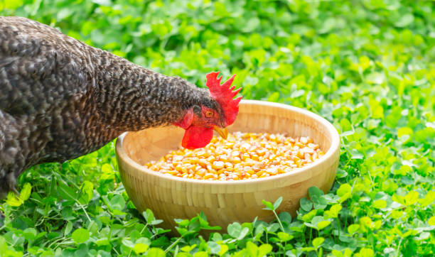 istock Hen pecking grain from a bowl in the garden 1288040002