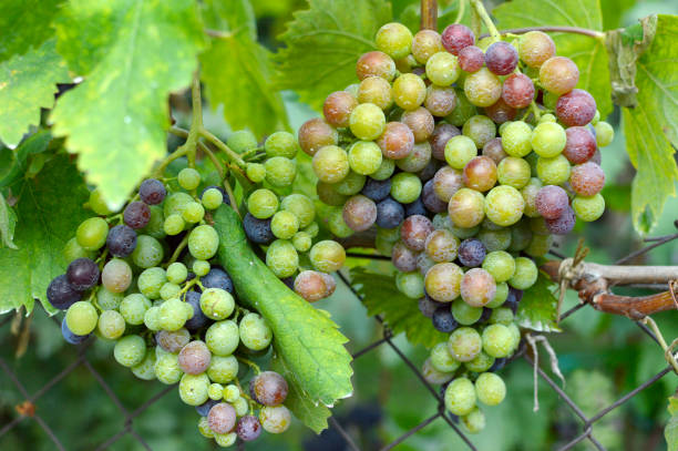 istock branch of grapes in the vineyard 1288040396