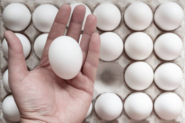 istock Man's hand holding a white egg with eggs in cardboard box background. Farmer's hand with white egg. Egg on man's palm. 1288041146