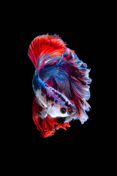 Betta fish or Siamese fighting fish isolated on black background Close up art movement of Betta fish or Siamese fighting fish isolated on black background betta crowntail stock pictures, royalty-free photos & images