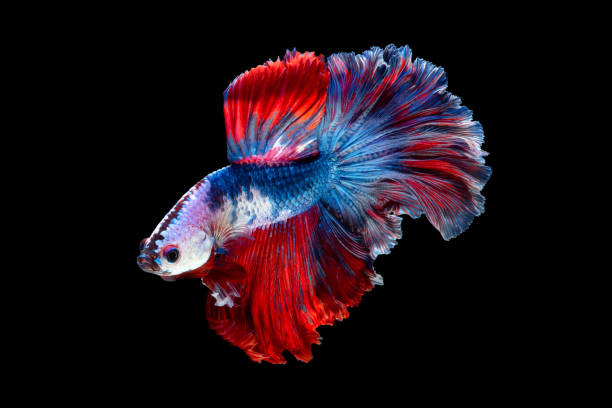 Betta fish or Siamese fighting fish isolated on black background Close up art movement of Betta fish or Siamese fighting fish isolated on black background betta crowntail stock pictures, royalty-free photos & images