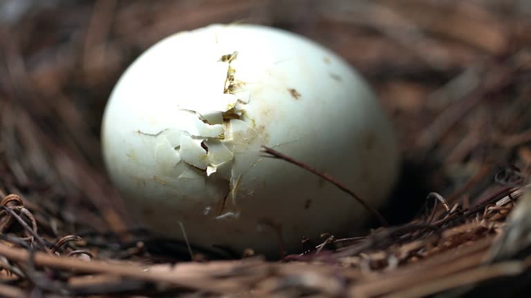 Duckling hatching