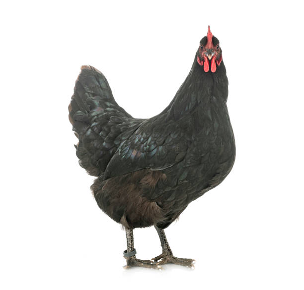istock Geline of Touraine 1288042294