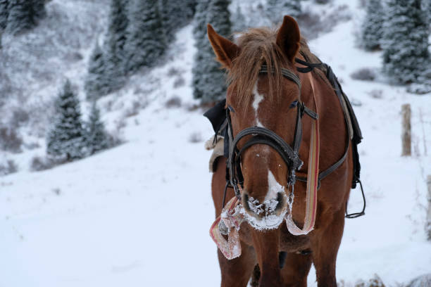 istock Brown horse in winter time in mointains. 1288044302