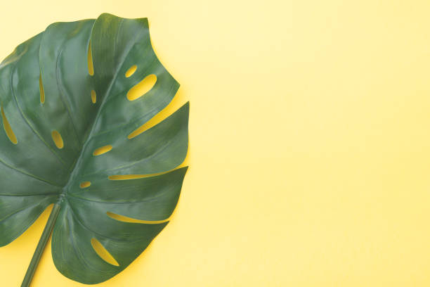 istock Floral composition with Monstera green leaf on yellow background, top view, lay out with space for text 1288044442