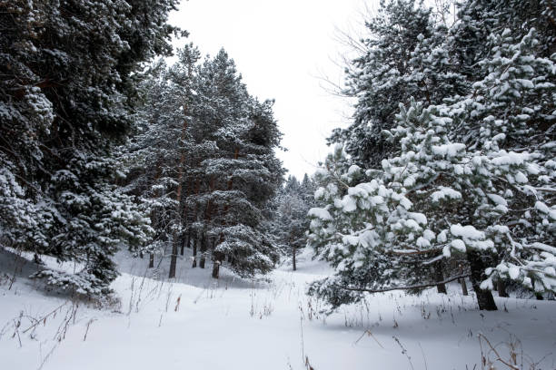 istock Winter forest with spruces covered with snow. 1288044474