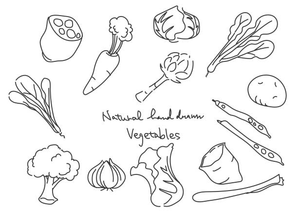 illustrazioni stock, clip art, cartoni animati e icone di tendenza di illustrazione naturale disegnata a mano, verdure - white background freshness spinach vegetable