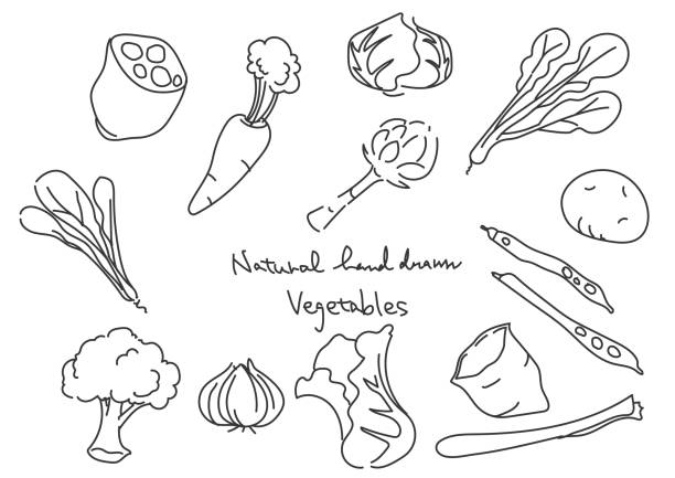 ilustrações de stock, clip art, desenhos animados e ícones de hand drawn natural illustration, vegetables - white background freshness spinach vegetable