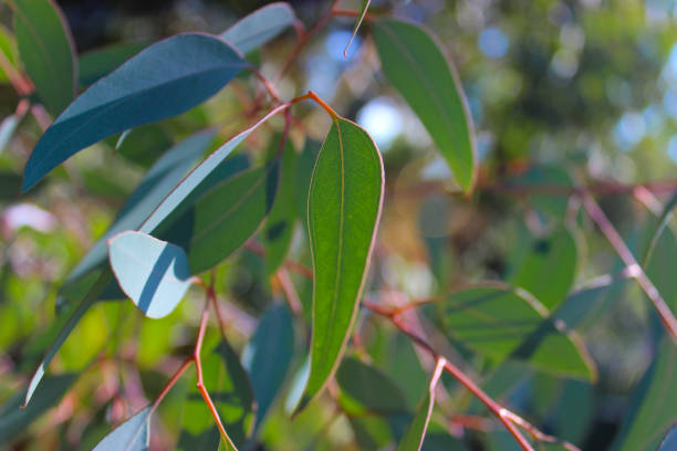 A Beautiful Eucalyptus tree in the morning sun.