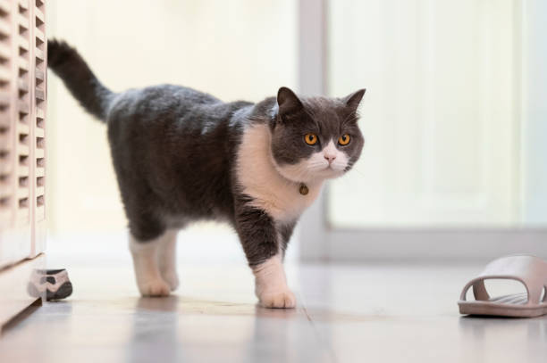 istock British shorthair cat walking indoors 1288048169